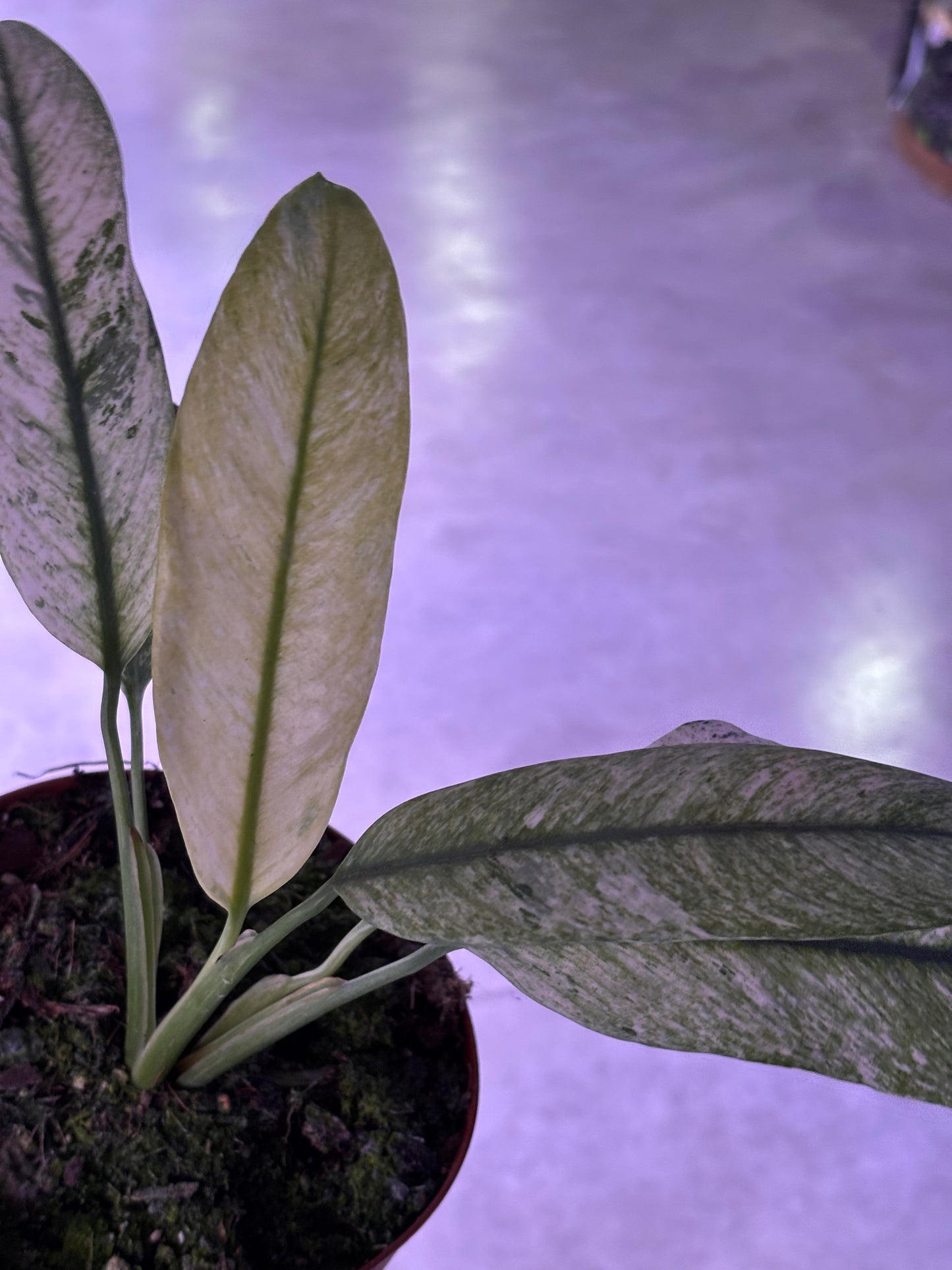Epipremnum Giganteum Marble Variegata