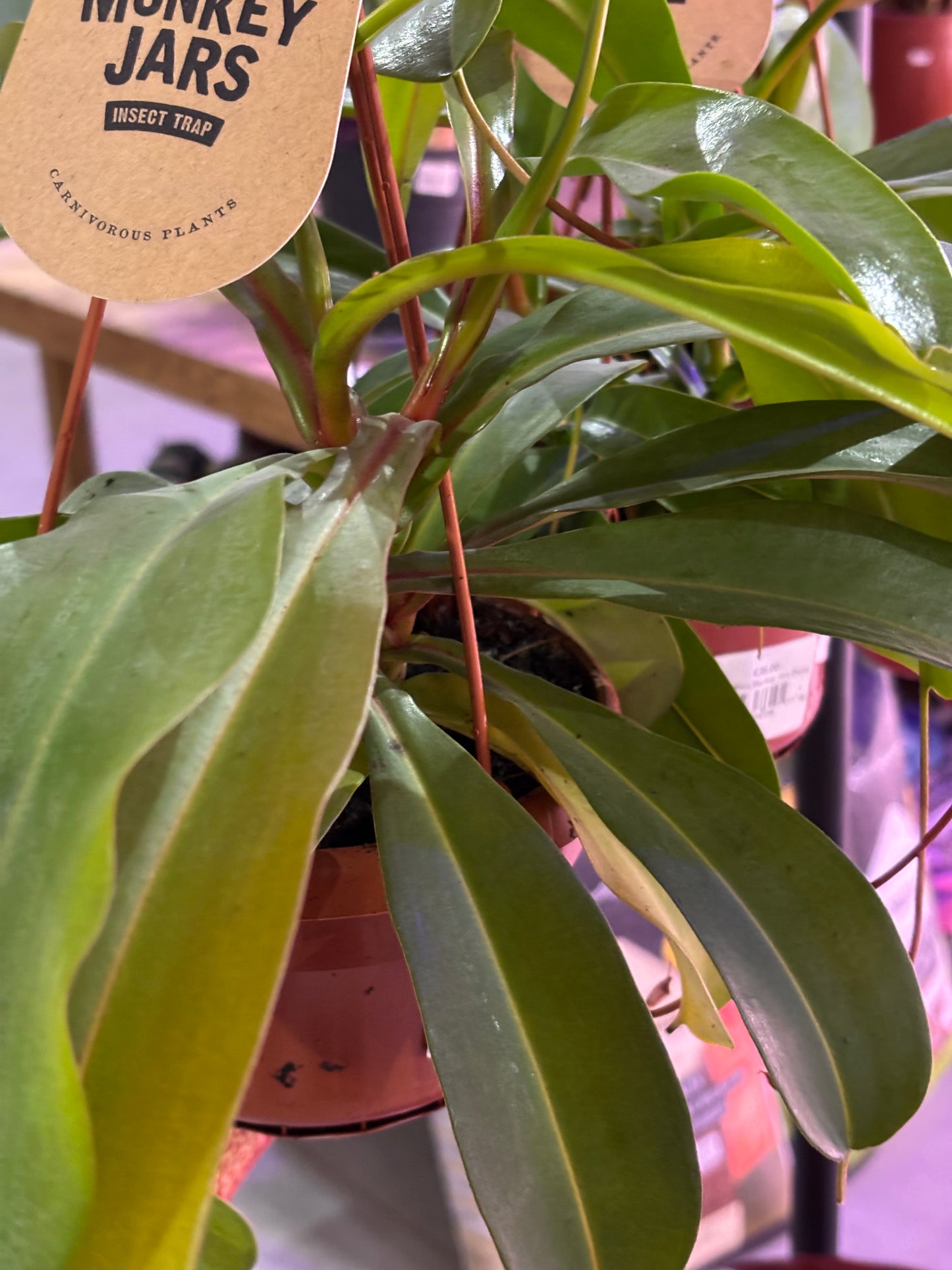 Nepenthes Monkey Jars Gaya