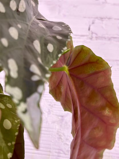 Begonia Maculata Mega Dot