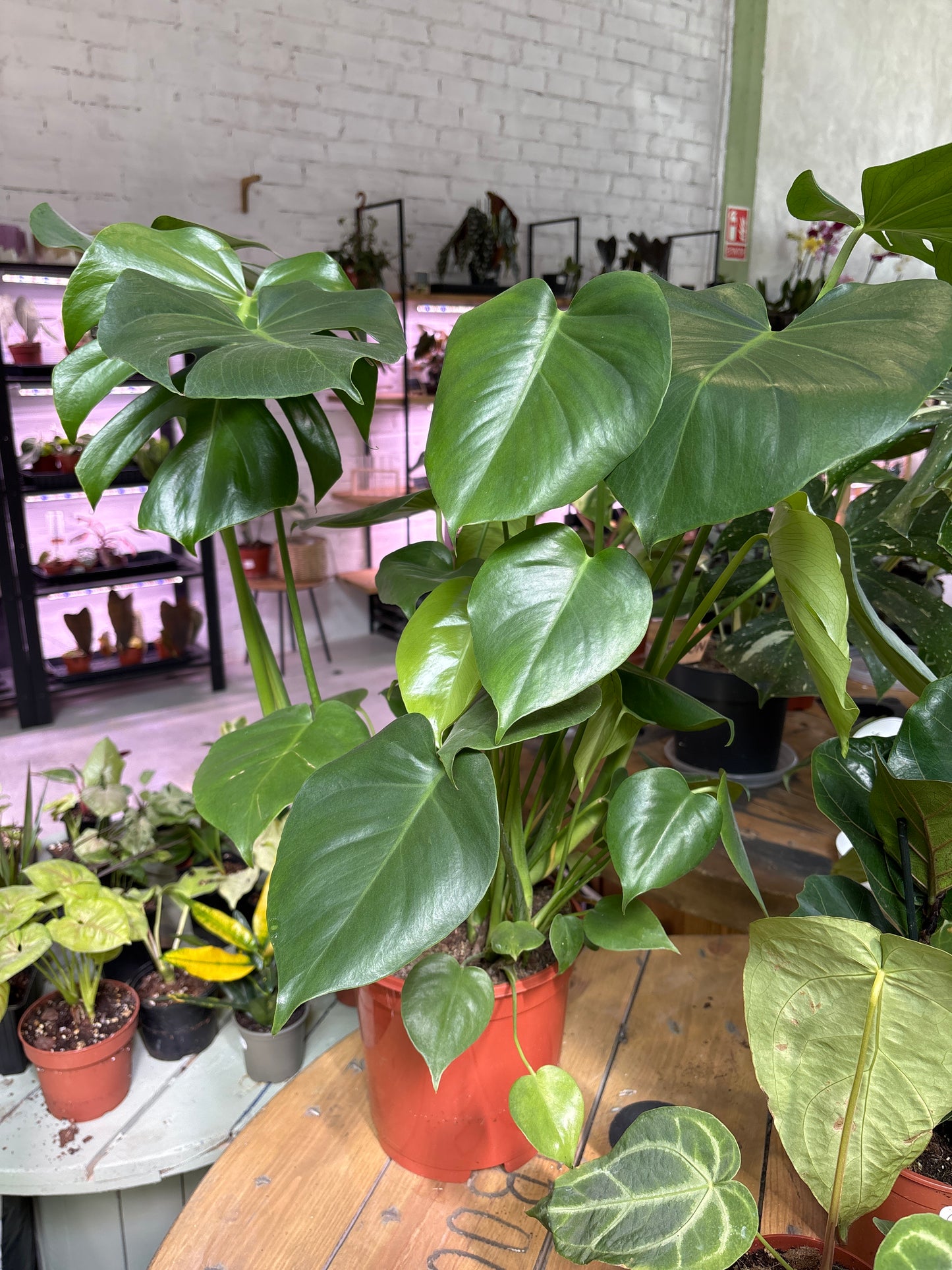 Monstera Deliciosa