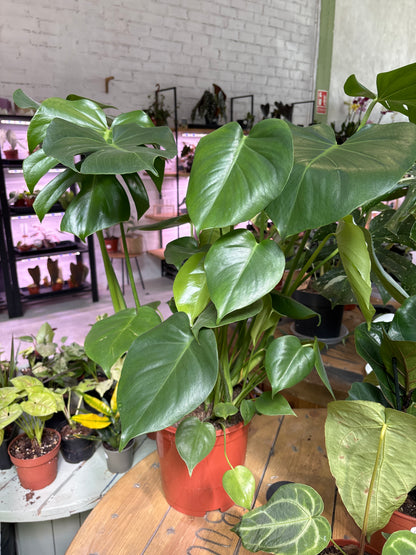 Monstera Deliciosa