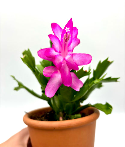 Schlumbergera ‘Cactus de Navidad`