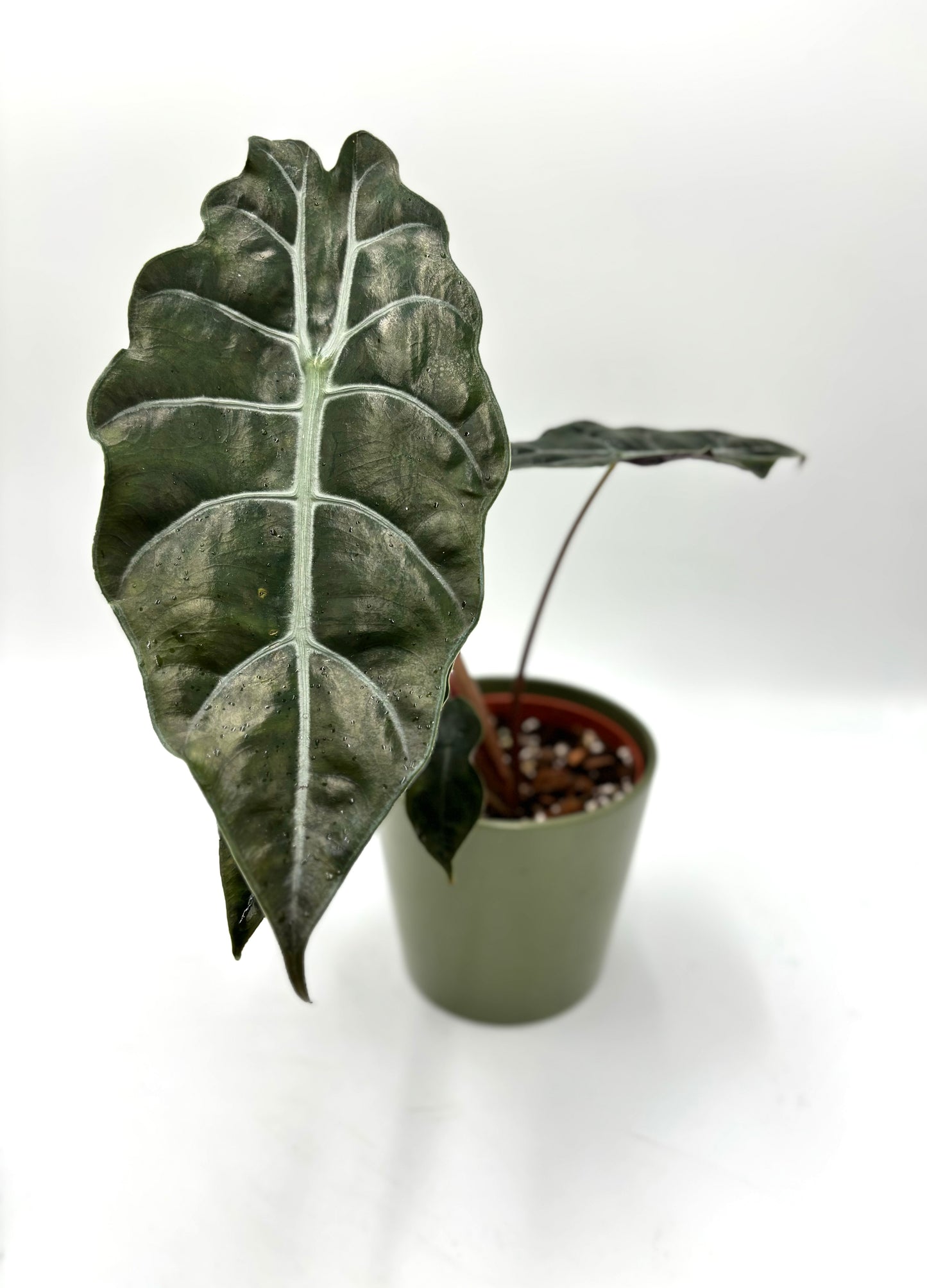 Alocasia Chantrieri