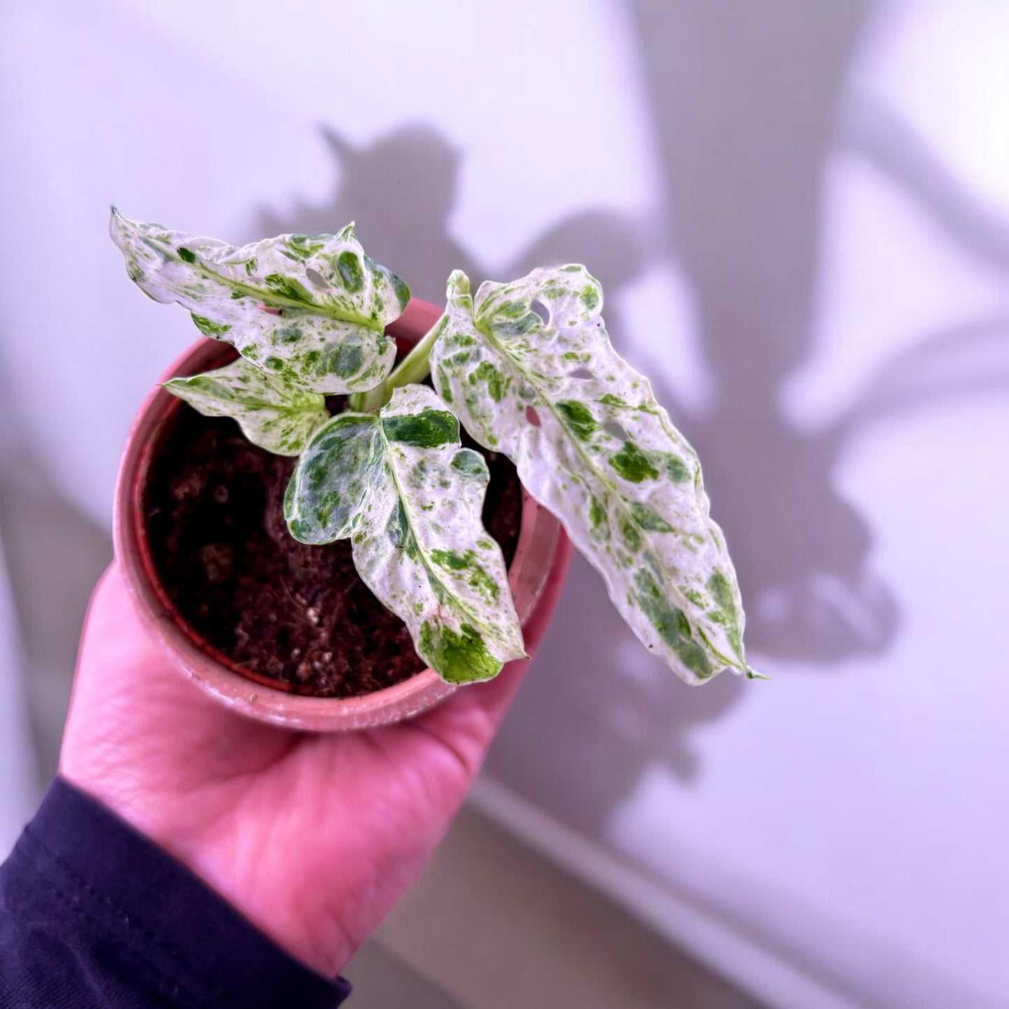 Monstera Frozen Freckles