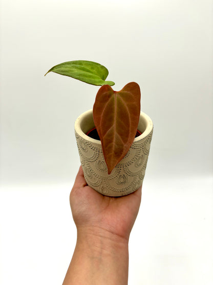 Anthurium Cronos (Anthurium Papillilaminum X Papillilaminum x)