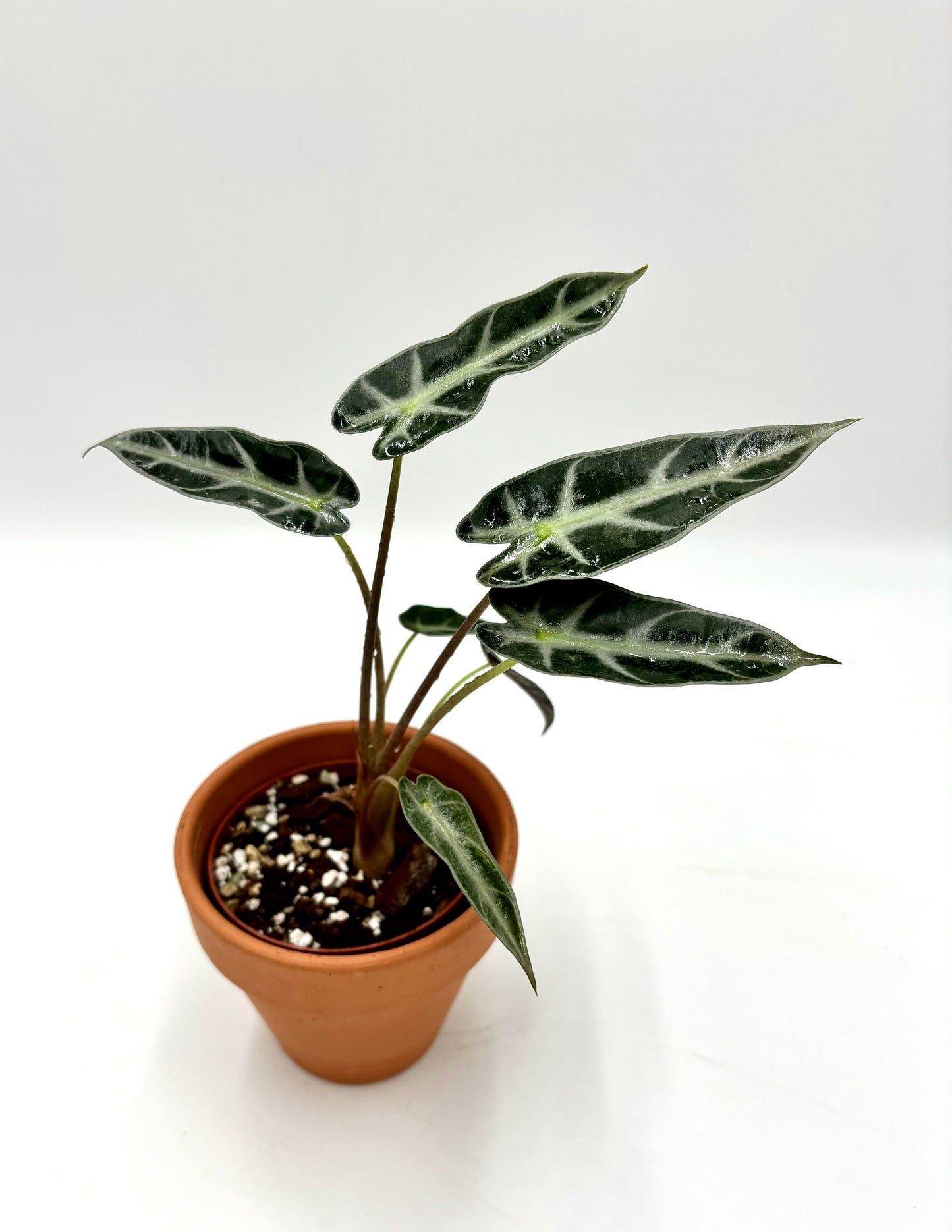 Alocasia Amazónica