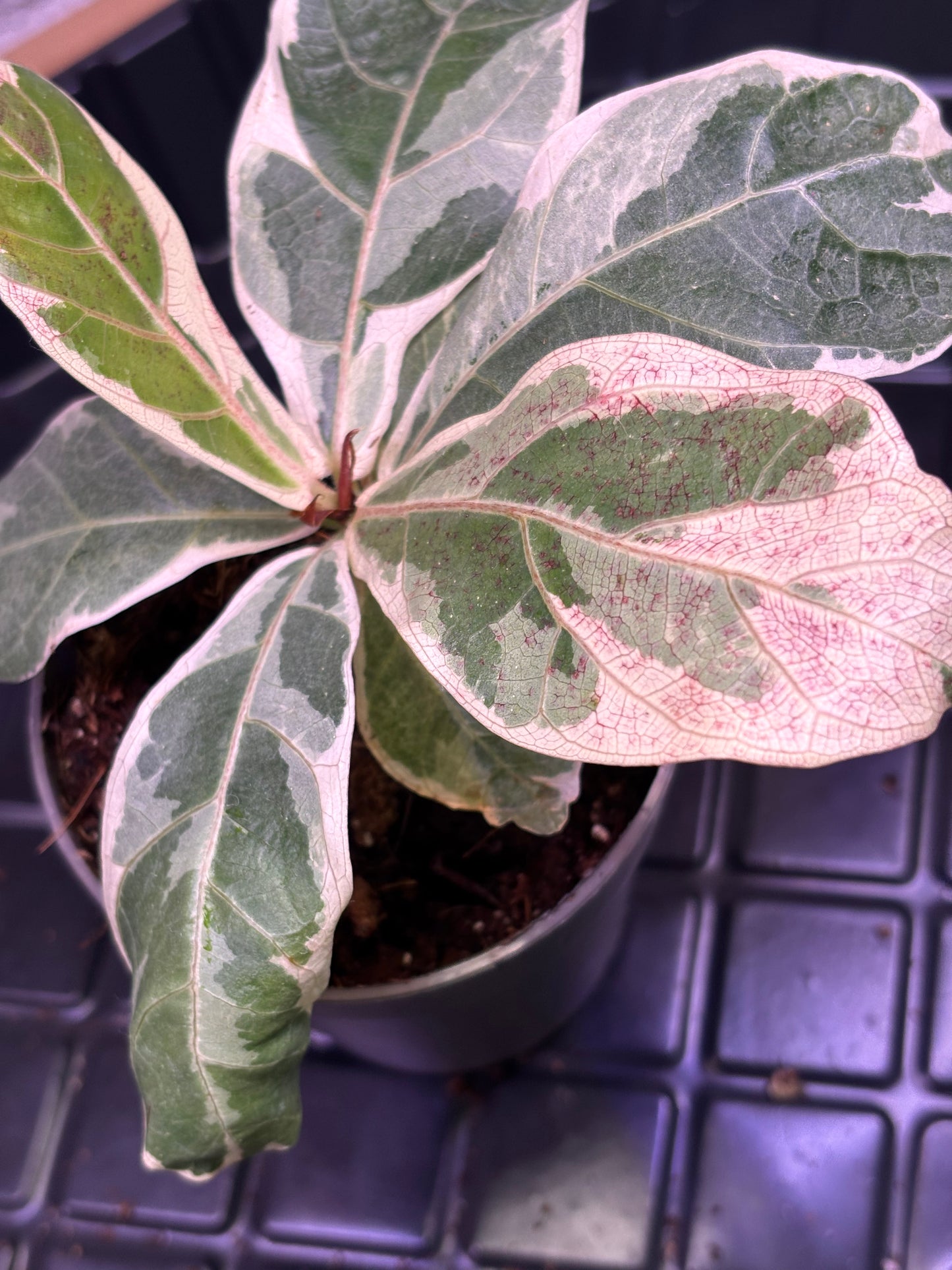 Ficus Lyrata Variegata