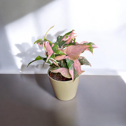 Syngonium Podophyllum Pink Splash