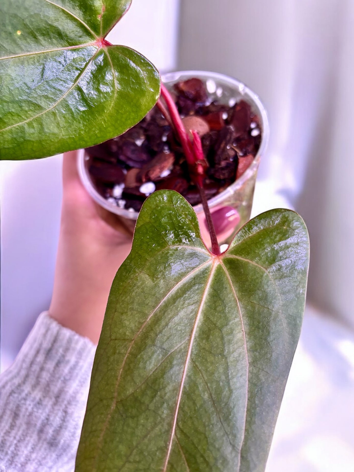 Anthurium Blue Papillilaminum X Portillae