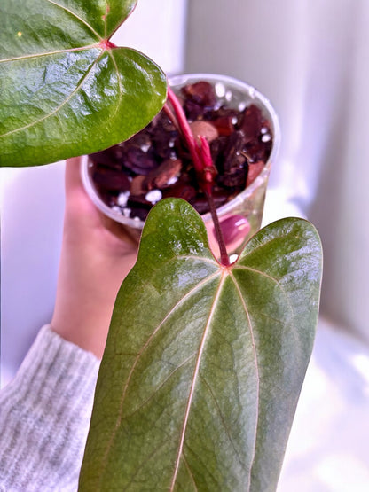 Anthurium Blue Papillilaminum X Portillae