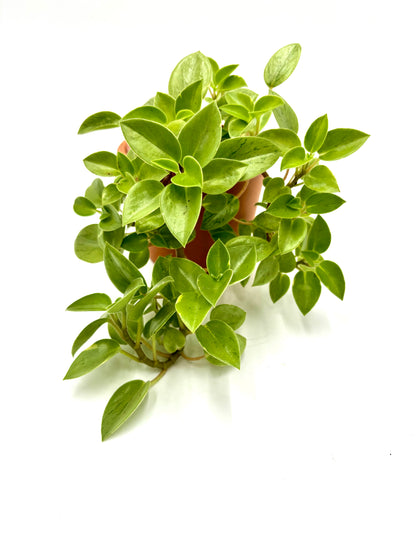 Peperomia Pixie Lime