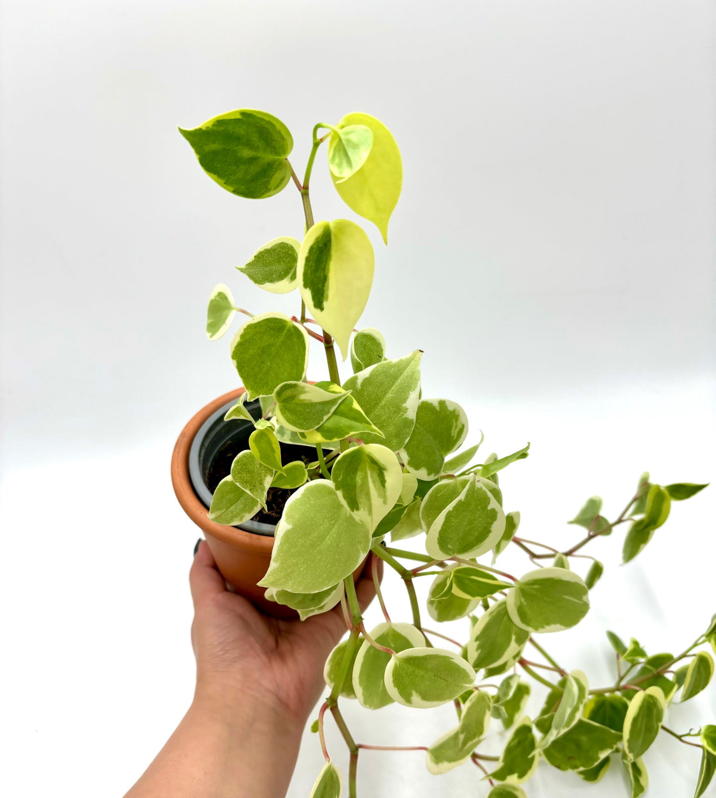 Peperomia Scandens Variegata