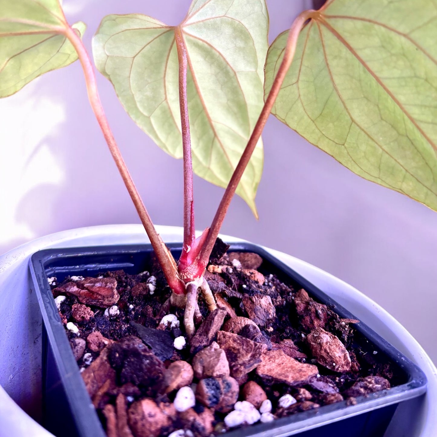 Anthurium Papillilaminum Red Steam X Papillilaminum Dark Form