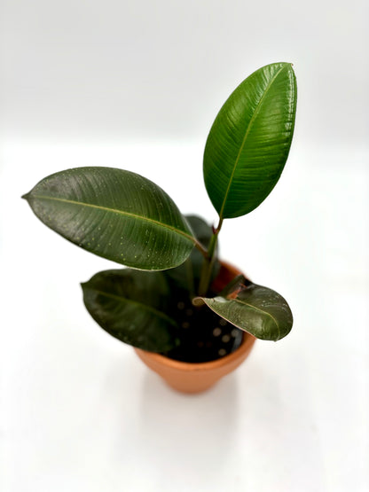 Ficus Elástica Robusta