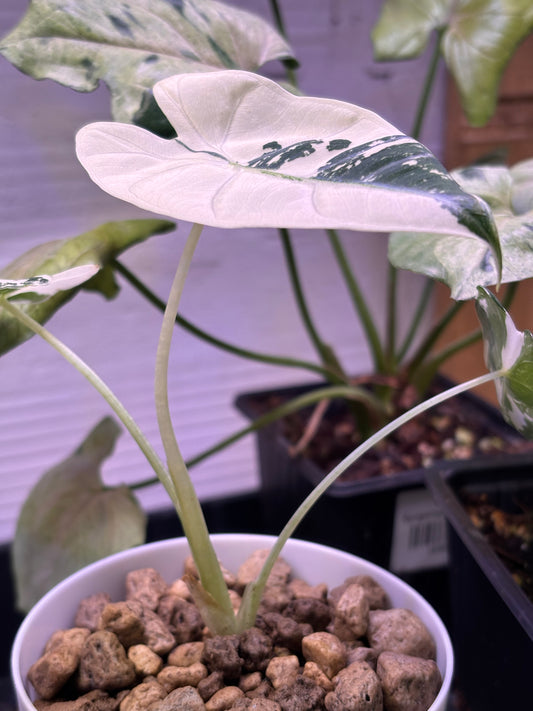 Alocasia Mich. Frydek Variegata