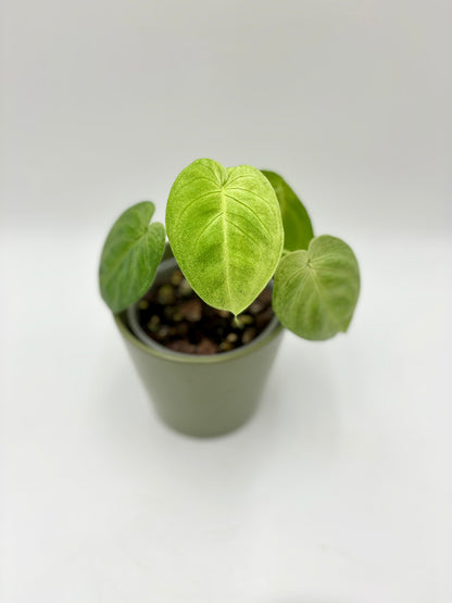 Syngonium Macrophyllum 'Frosted Heart'