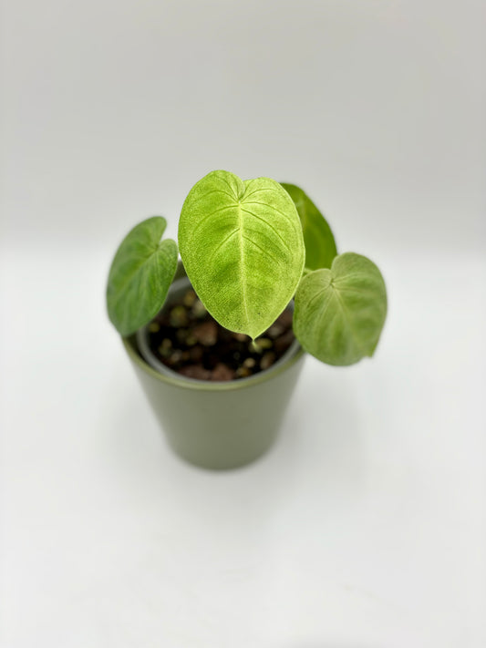 Syngonium Macrophyllum 'Frosted Heart'