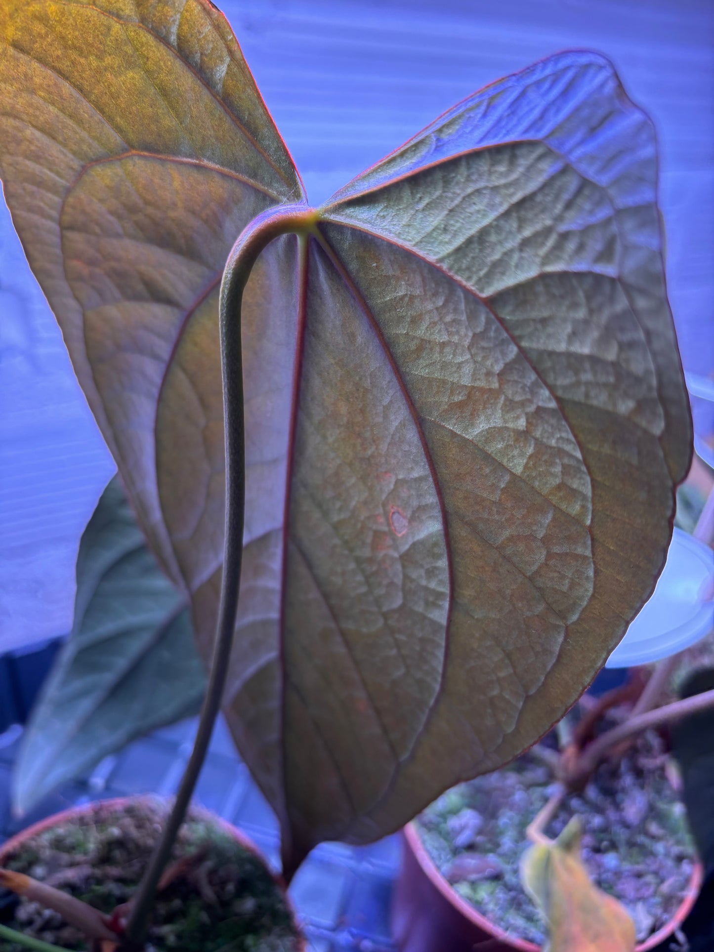 Anthurium Queen of Hearts