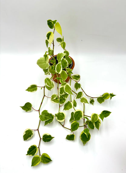 Peperomia Scandens Variegata