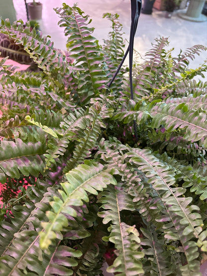 Helecho Nephrolepis Exaltata Green Lady