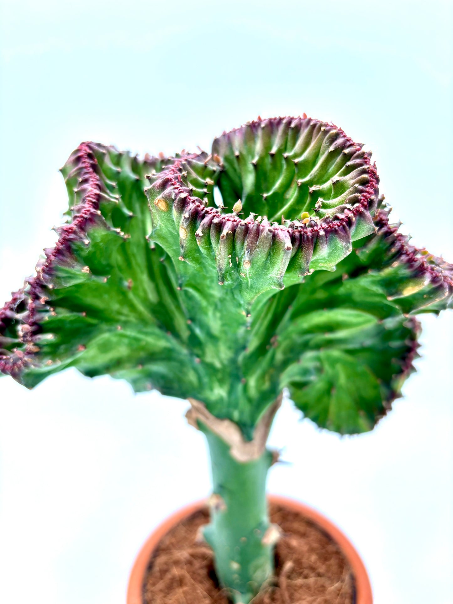 Euphorbia Lactea Cristata