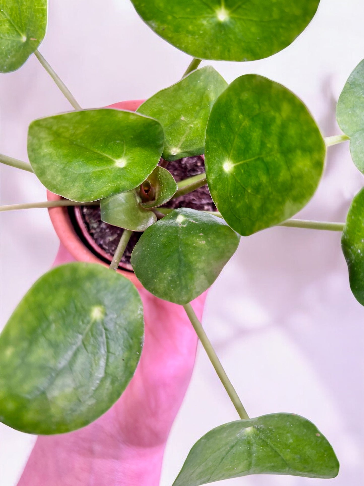 Pilea peperomioides ‘Planta del dinero china’