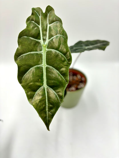 Alocasia Chantrieri