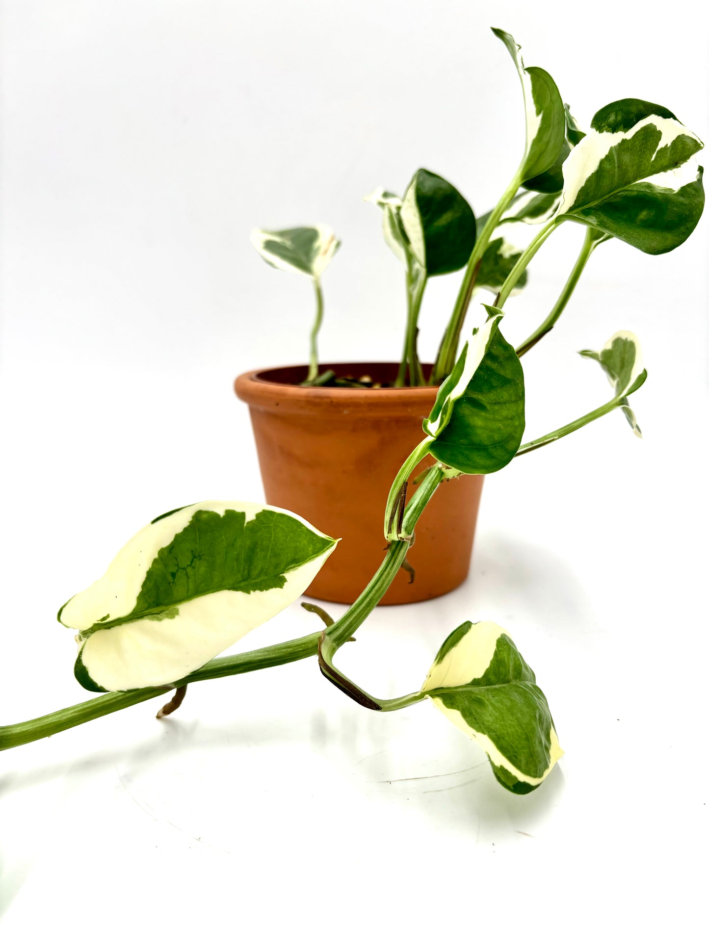 Epipremnum Aureum Njoy