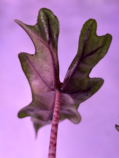 Alocasia Jacklyn