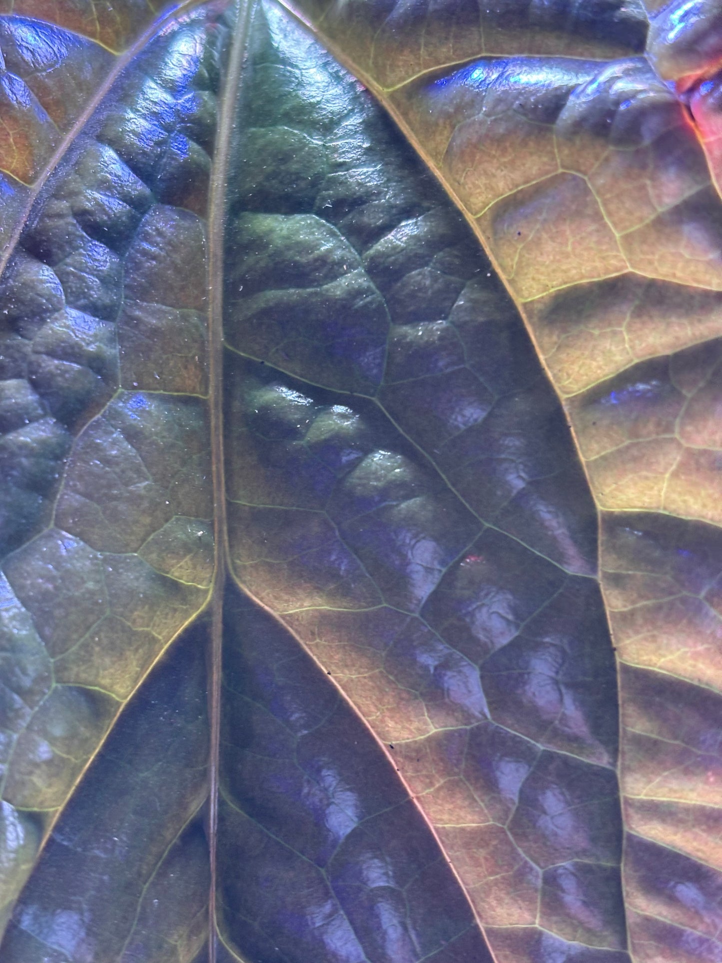 Anthurium Luxurians