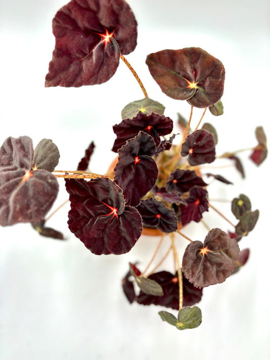 Begonia Purple Blush