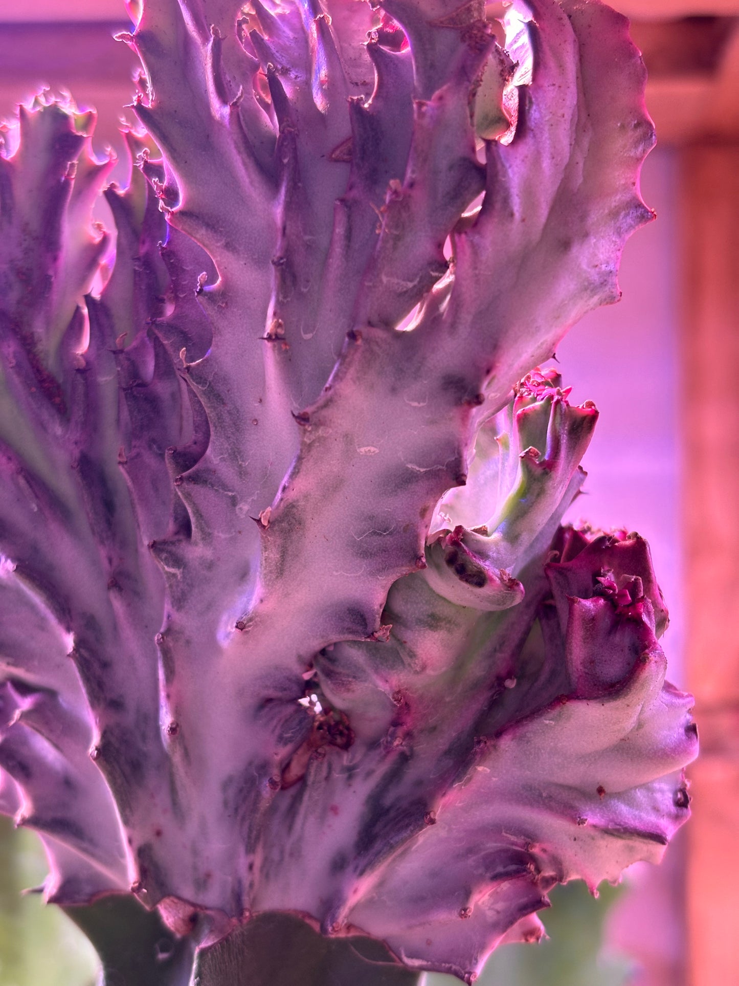 Euphorbia Lactea Cristata