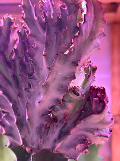 Euphorbia Lactea Cristata