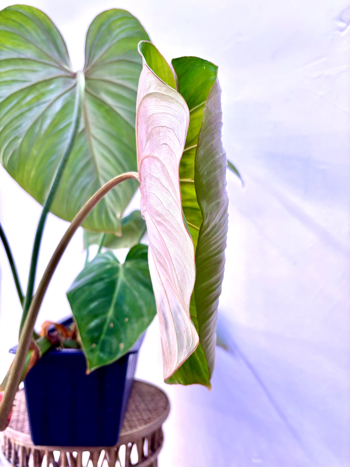 Philodendron Gloriosum