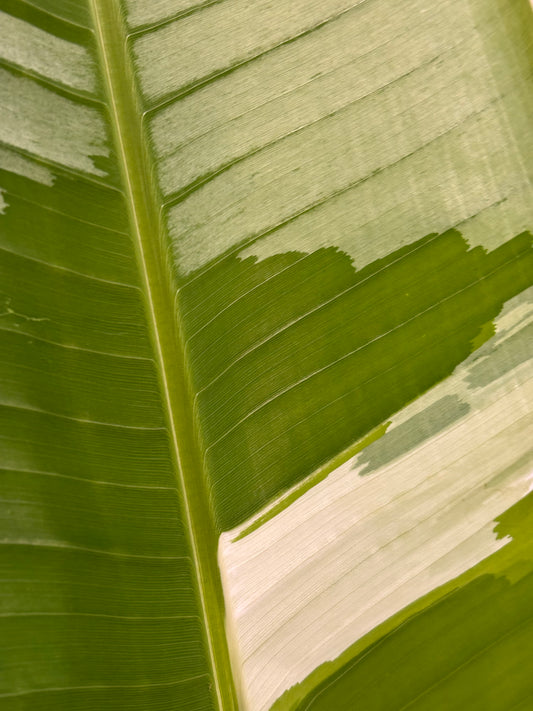 Musa Florida Variegata