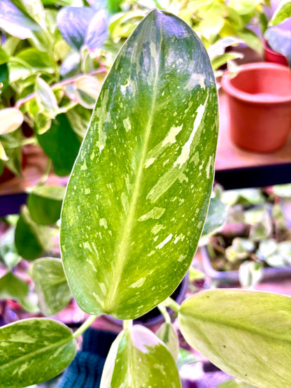 Ficus Elástica Schrijveriana