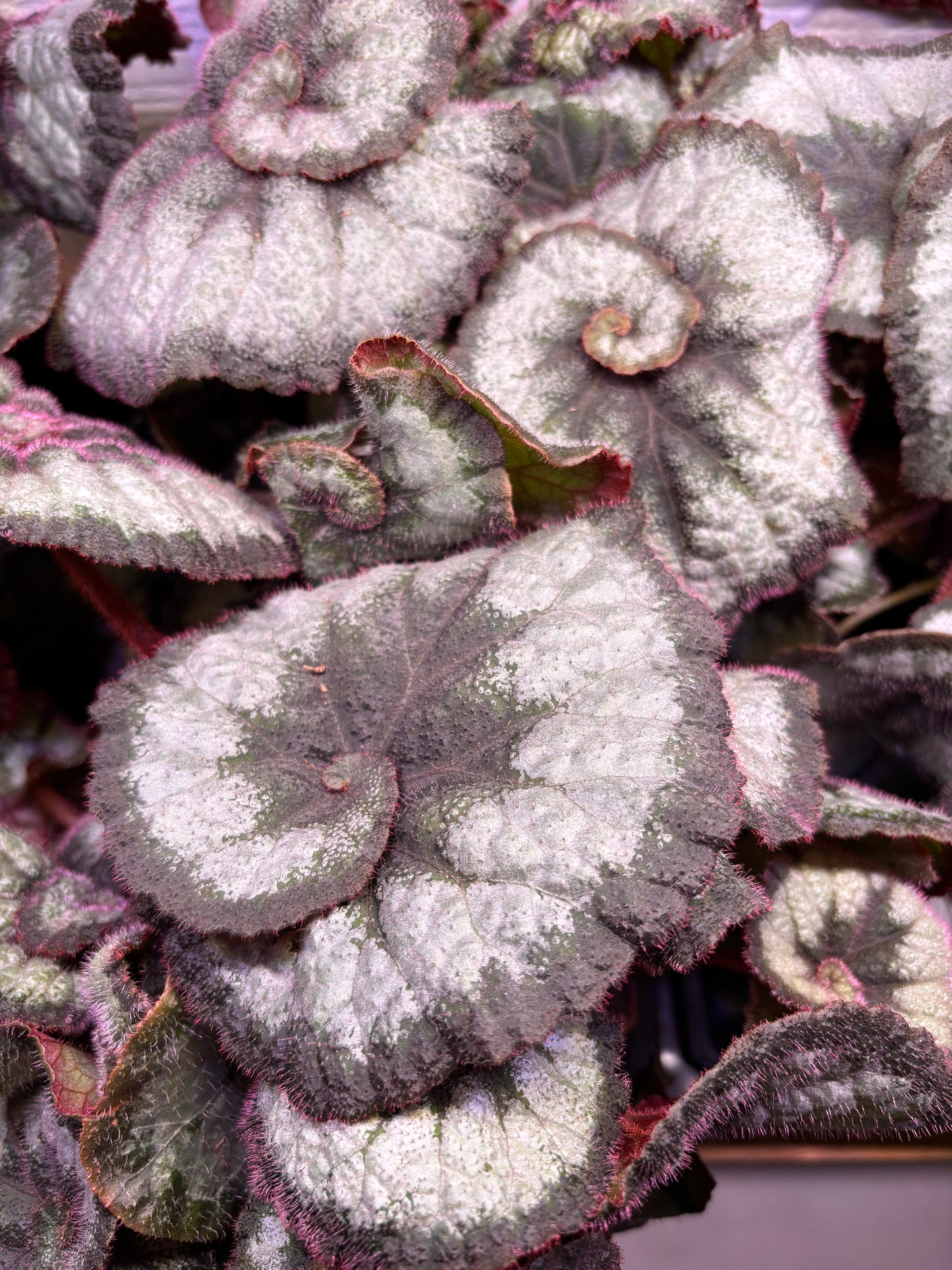 Begonia Princess Of Hanover