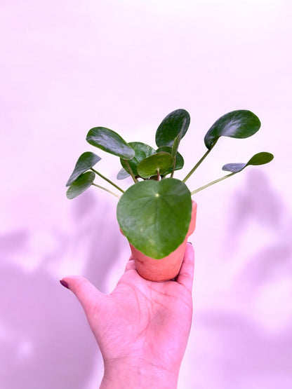 Pilea peperomioides ‘Planta del dinero china’