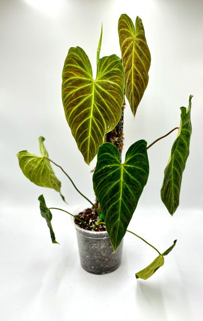 Philodendron Splendid (Melanochrysum x Verrucosum)