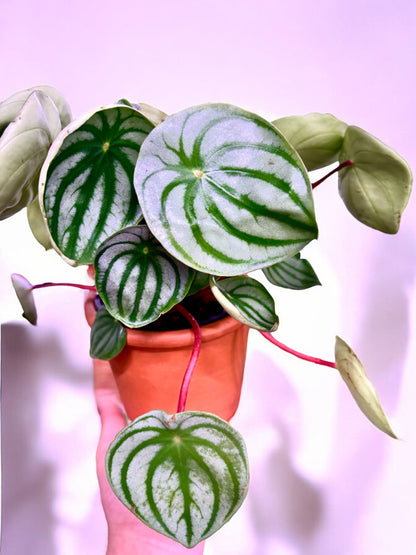 Peperomia Argyreia Watermelon