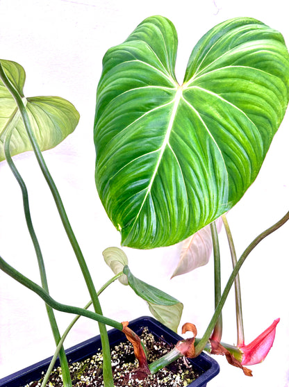 Philodendron Gloriosum