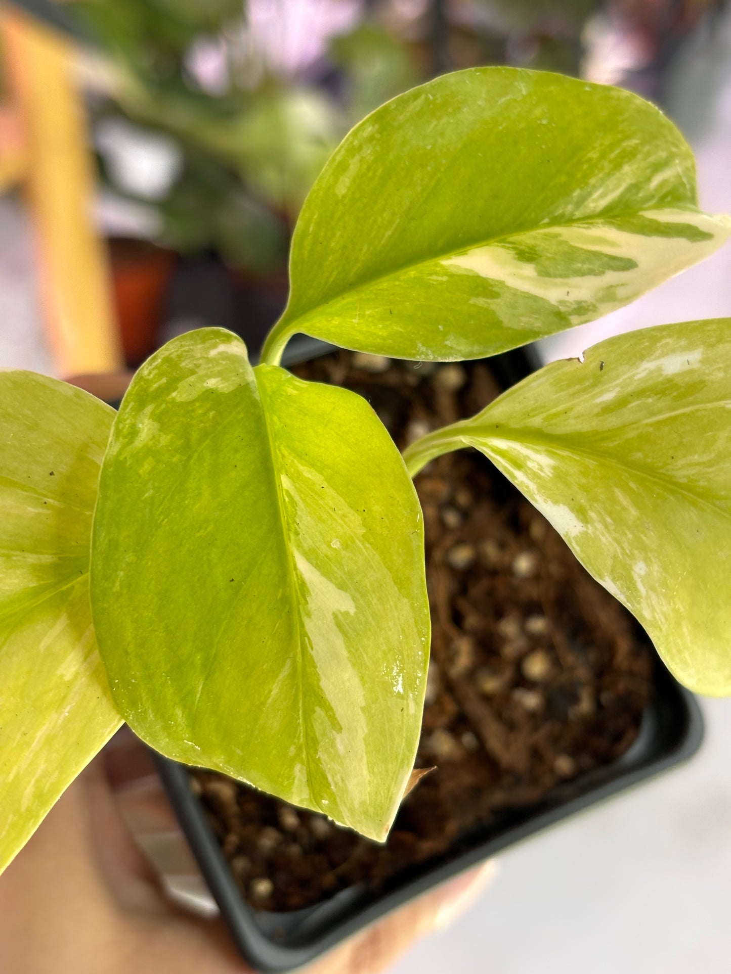 Monstera Lechleriana Variegata