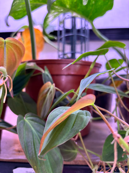 Ficus Elástica Schrijveriana