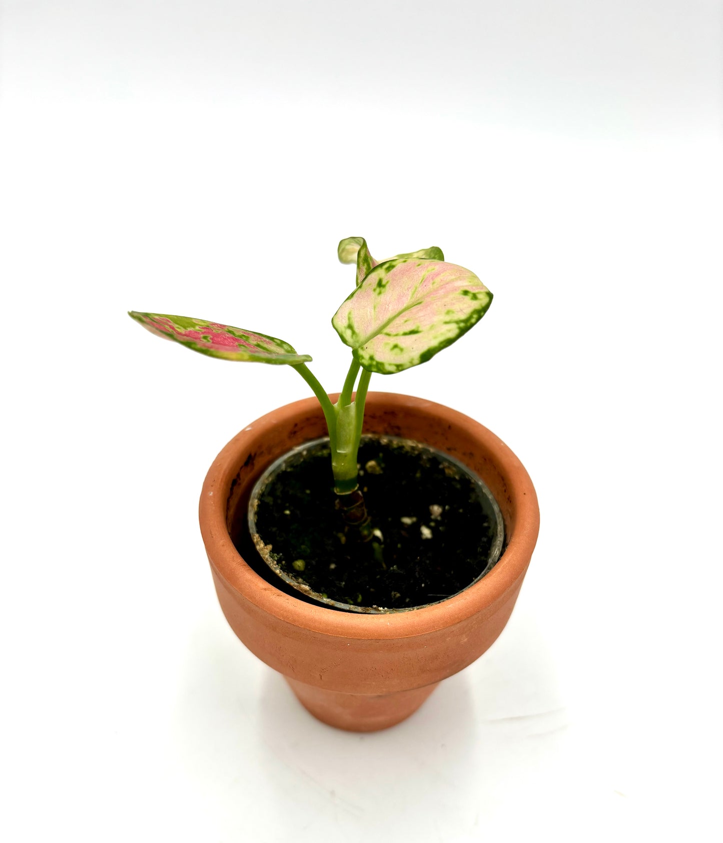 Aglaonema Red Zirkon