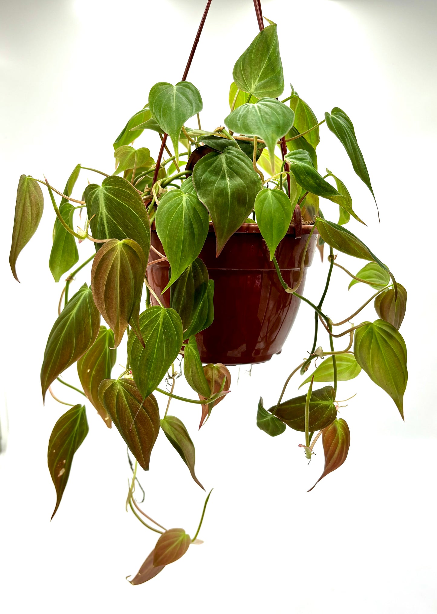 Philodendron Micans