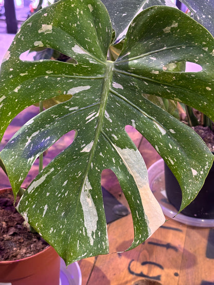 Monstera Thai Constelation