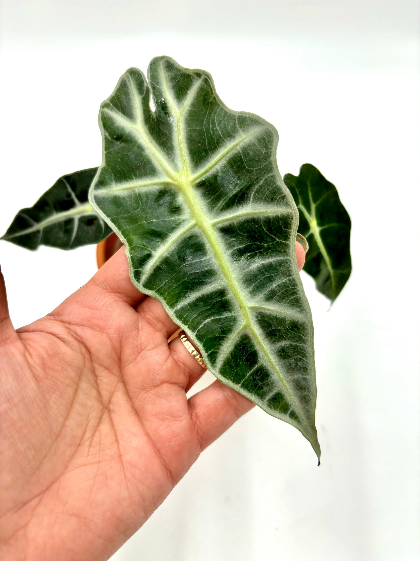 Alocasia Polly