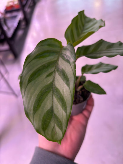 Calathea Freddie