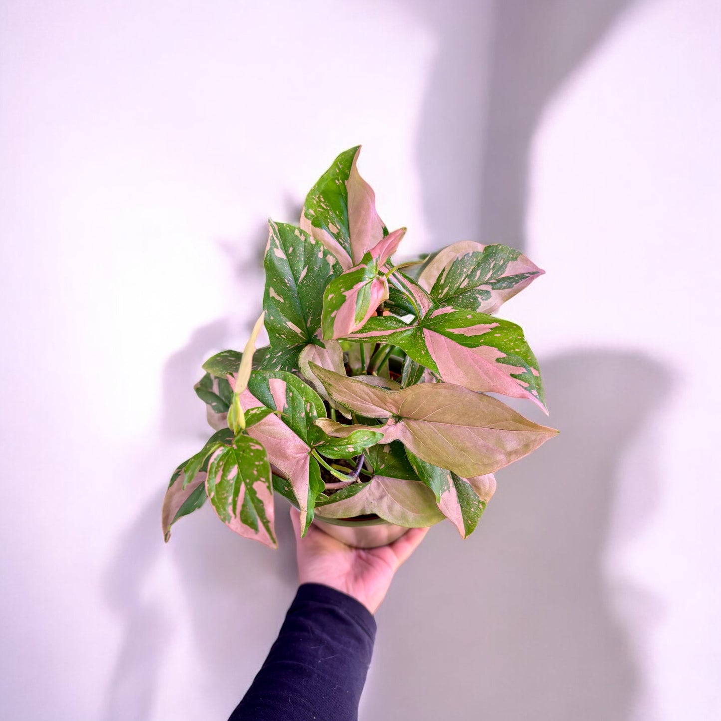 Syngonium Podophyllum Pink Splash