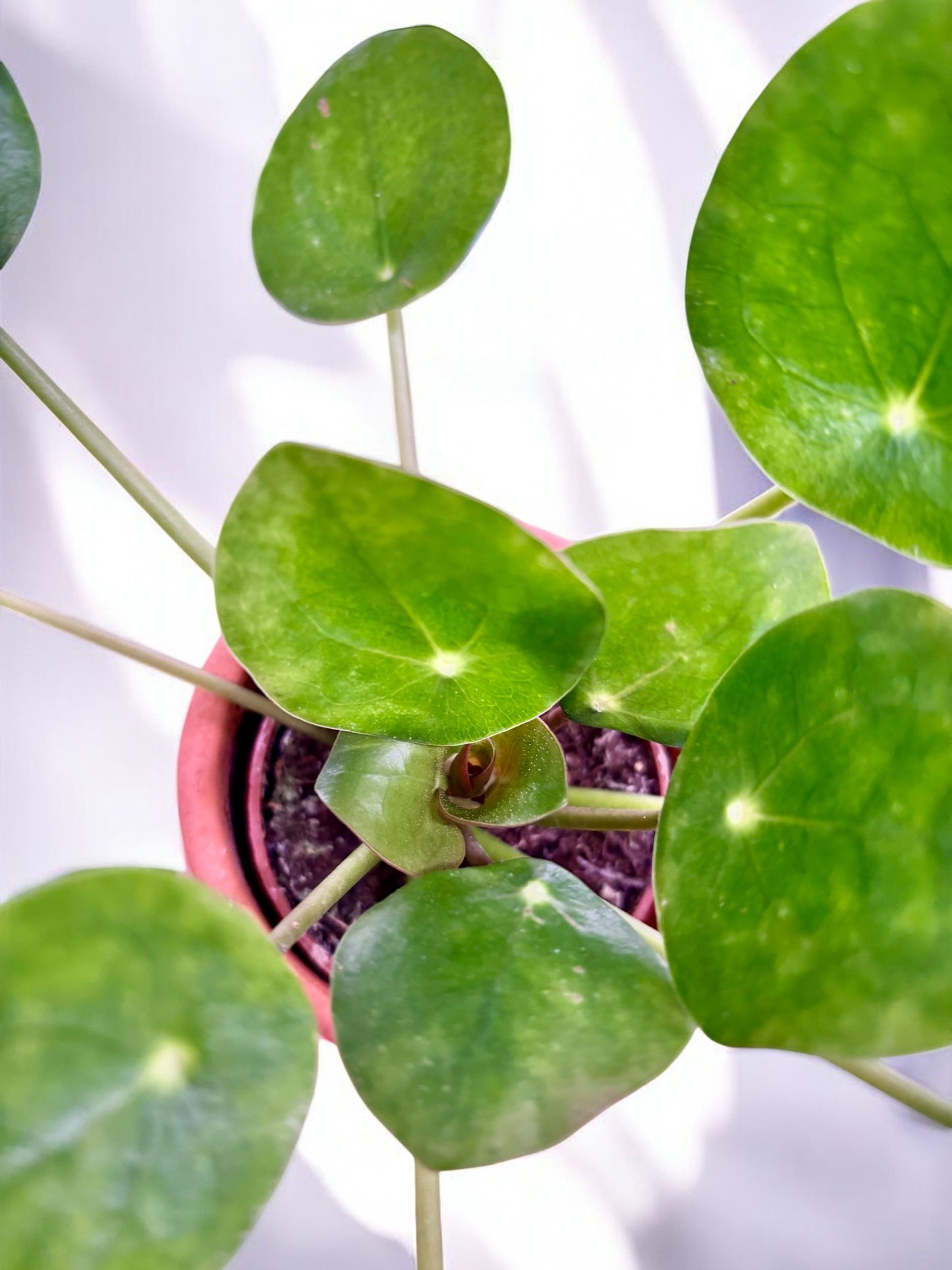 Pilea peperomioides ‘Planta del dinero china’